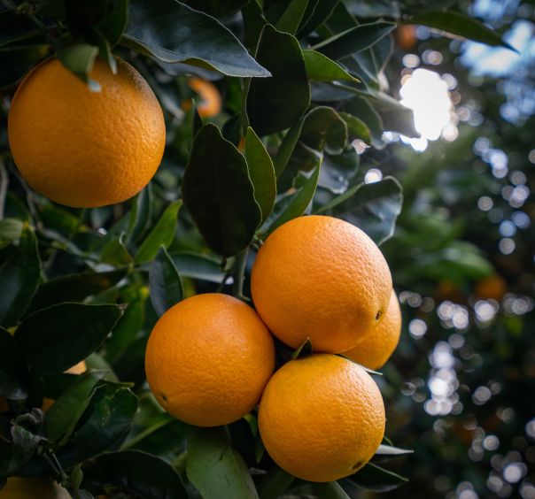 Oranges growing on a tree