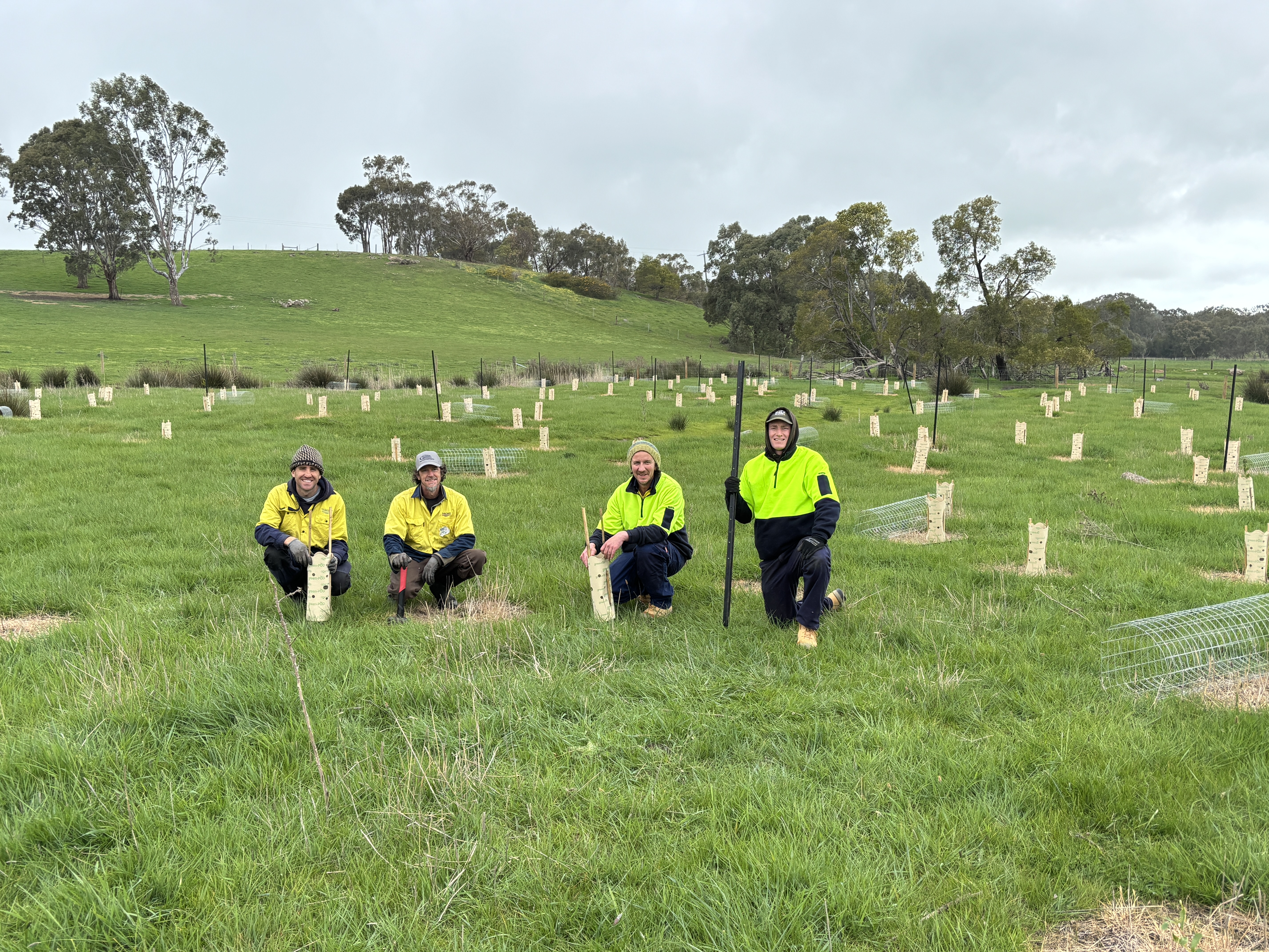 Drought Employment Program revegetation works at Dunkeld