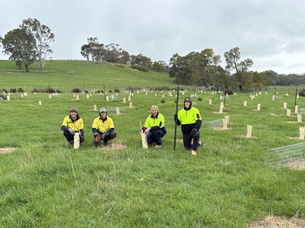 Drought Employment Program revegetation works at Dunkeld