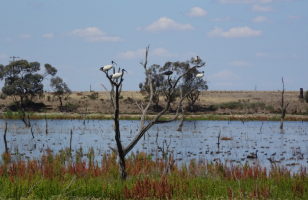 Two ibis and three duck on a tree in front of water