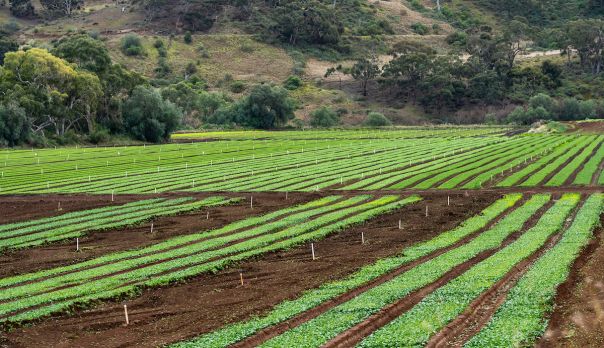 a lush farm with hills in the background