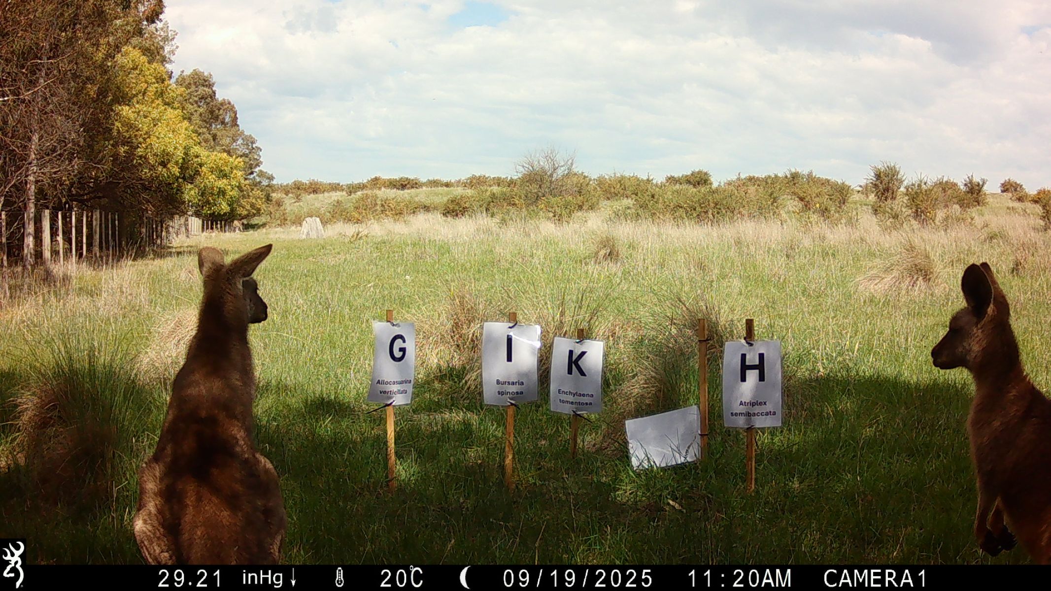 Two small kangaroos look at signs with letters of the alphabet and plant names on them in a grassy field.