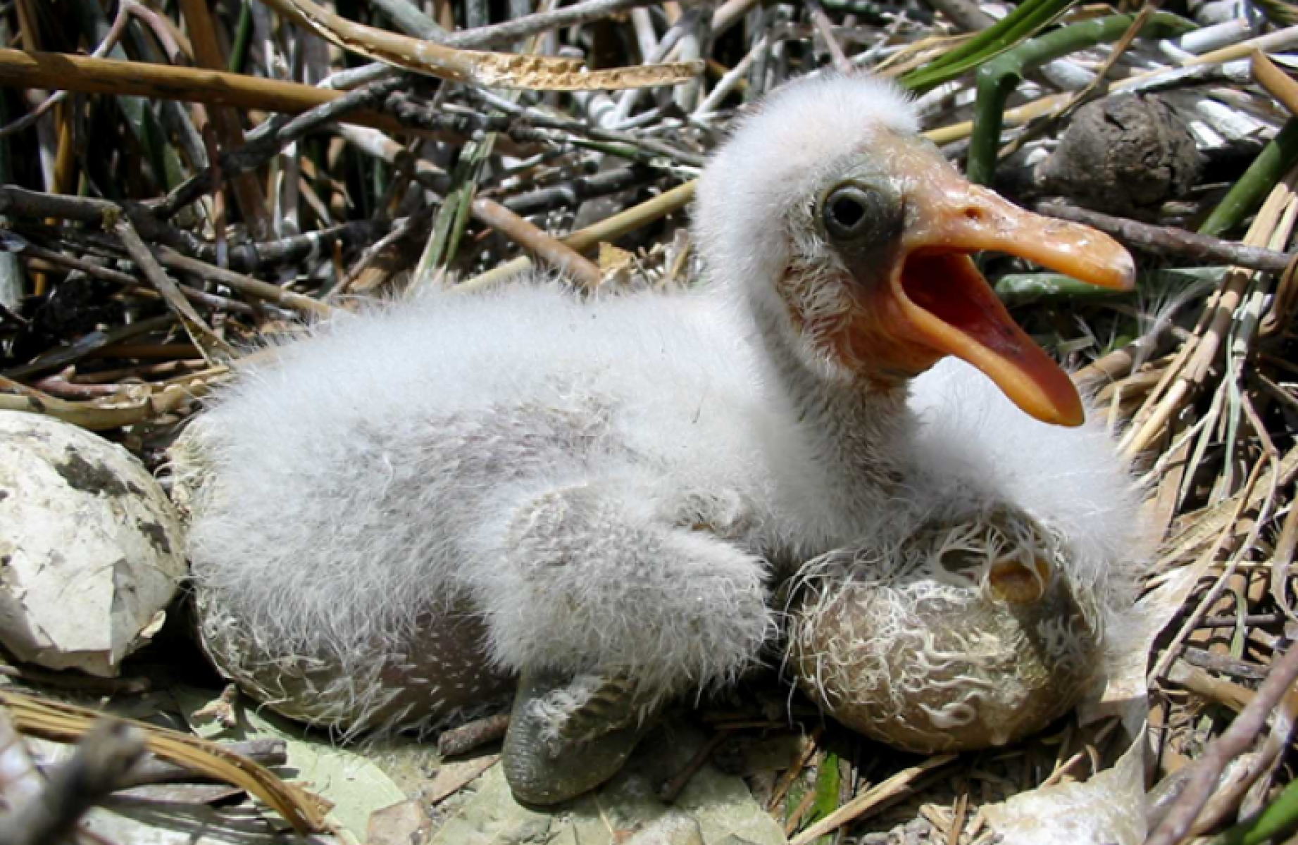 Spoonbill hatchling Barmah Forest