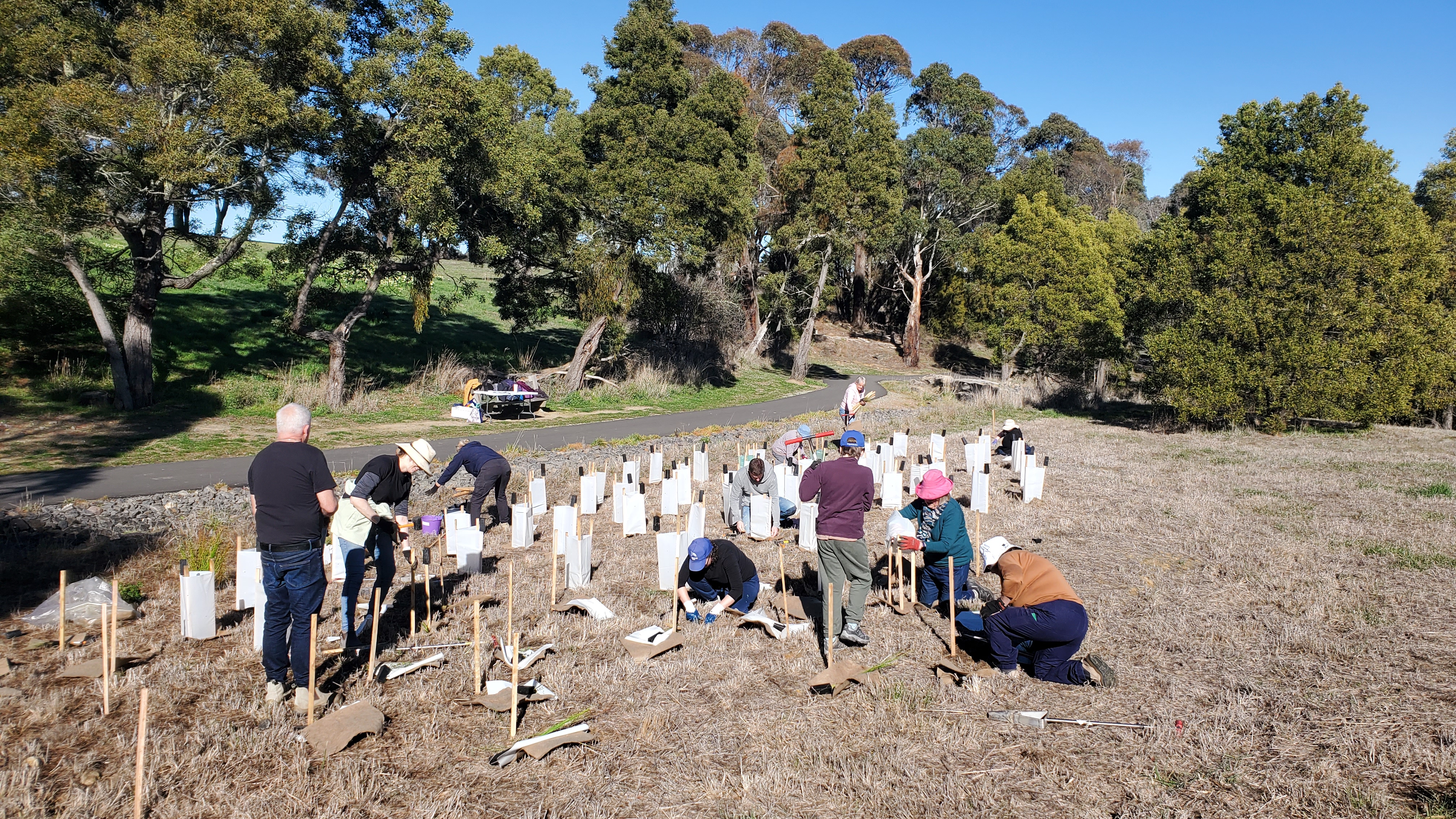 A group of people putting in plants, stakes and tree guards in an open grassy area beside a shared path.