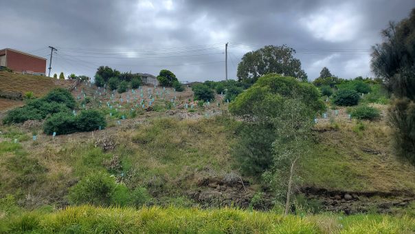 A steep slope covered in vegetation with tree guards over an area near the top of the slope.