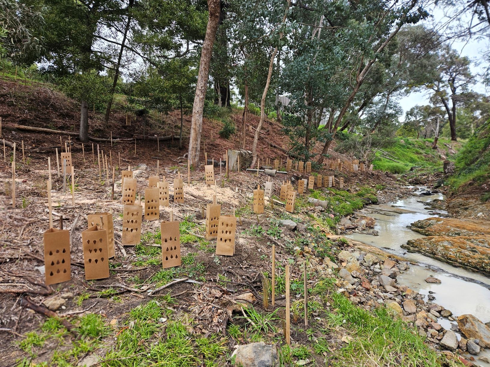 Cardboard plant guards on a creek bank with trees in the background