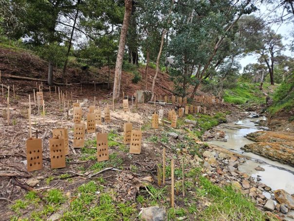 Cardboard plant guards on a creek bank with trees in the background