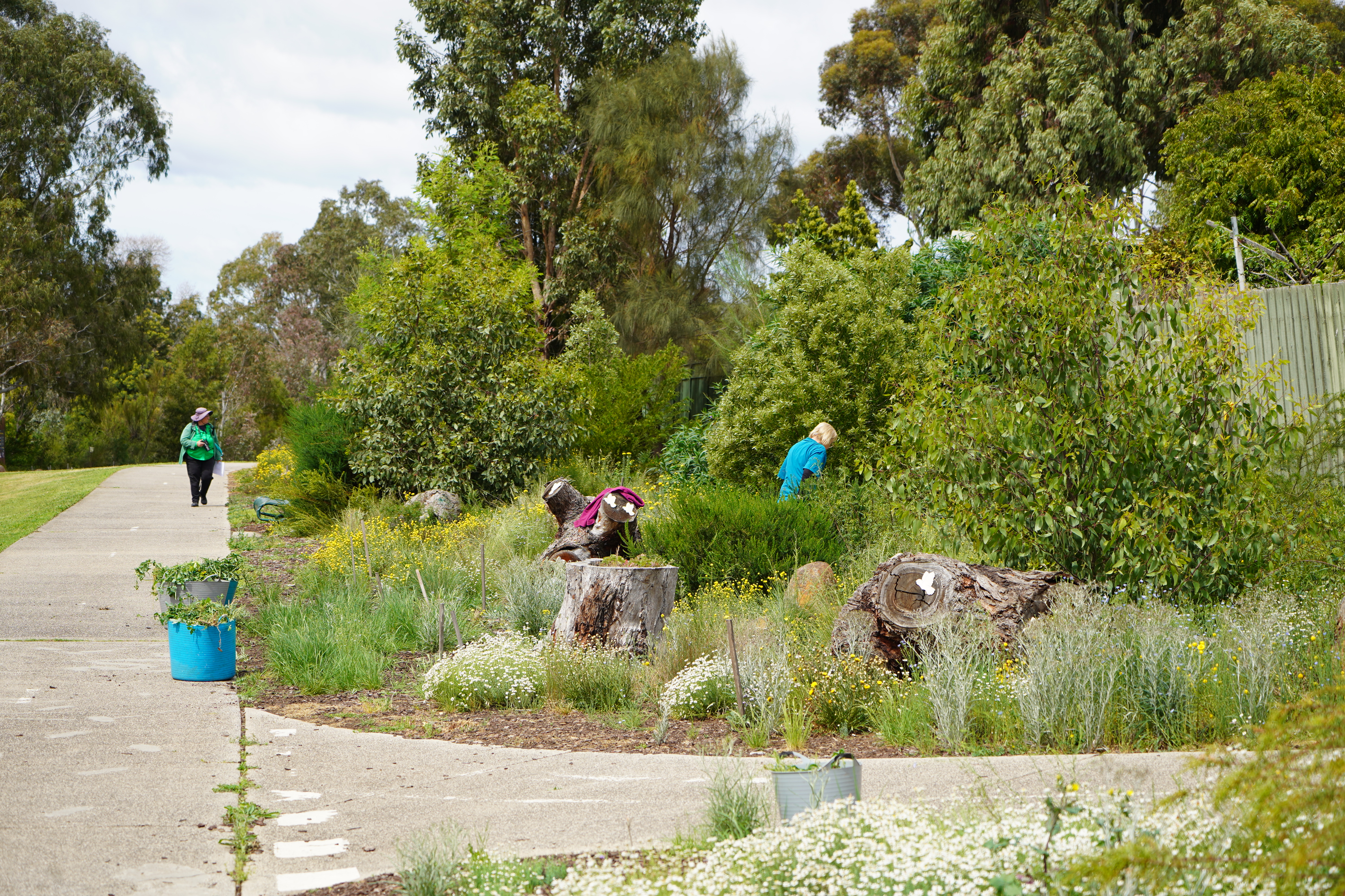 A lush, green area with lots of plants next to a walking path. There are several people working among the plants.